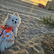 Chanel joined the competition — help win amazing prizes! animal, beach, calm, clouds, cute, dog, flower_pattern, fluffy, leash, nature, ocean, orange_bow, outdoor, pet, sand, scenic, sky, small_dog, sunlight, sunset