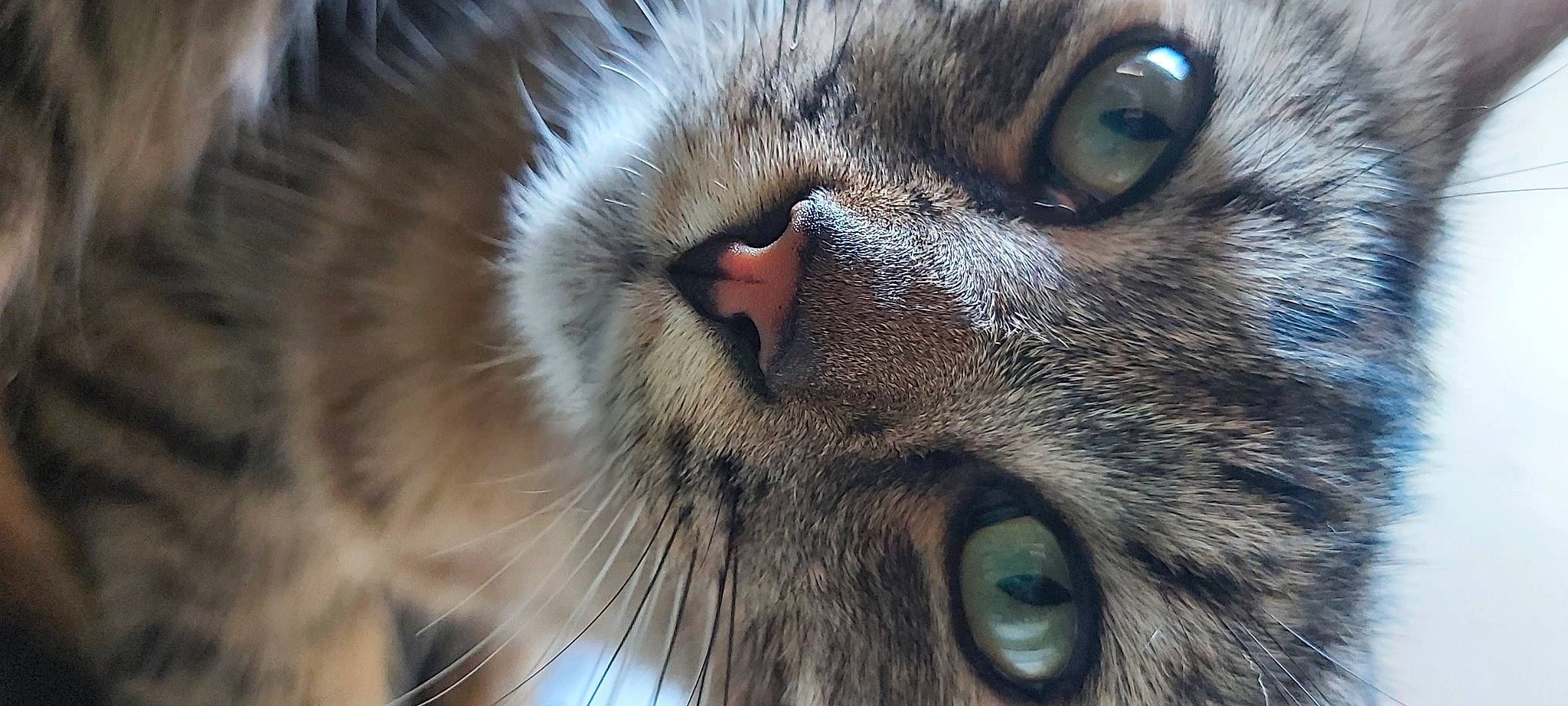 Tommy a rejoint le concours — aidez-le/la à gagner de superbes lots ! carnivore, cat, close_up, domestic_short_haired_cat, ear, felidae, fur, grey, paw, small_to_medium_sized_cats, snout, terrestrial_animal, whiskers, wildlife