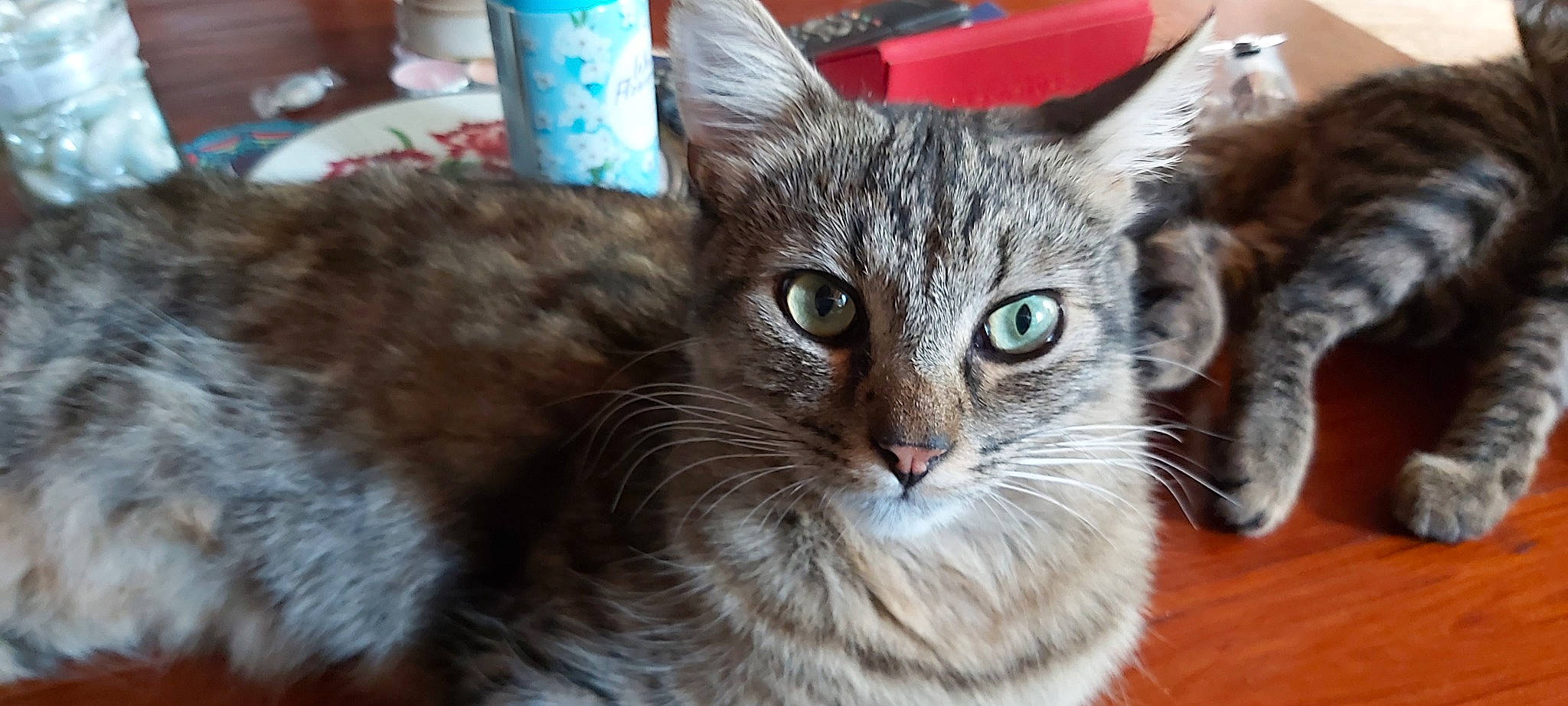 Tommy a rejoint le concours — aidez-le/la à gagner de superbes lots ! carnivore, cat, claw, close_up, domestic_short_haired_cat, drinking_water, event, felidae, fur, pet_supply, small_to_medium_sized_cats, snout, terrestrial_animal, whiskers, window