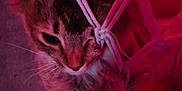 Mamas joined the competition — help win amazing prizes! animal, blurred, cat, close_up, cozy, ear, entangled, face, feline, fur, hammock, indoor, macrame, net, pet, pink_light, red_light, resting, tabby_cat, whiskers