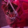animal, blurred, cat, close_up, cozy, ear, entangled, face, feline, fur, hammock, indoor, macrame, net, pet, pink_light, red_light, resting, tabby_cat, whiskers