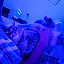Mamas joined the competition — help win amazing prizes! animal, bedroom, blanket, blue_light, cat, comfort, cozy, domestic_cat, feline, fur, hand, human_interaction, indoor, paw, pet, relaxed, resting, sleeping_area, striped_cat, striped_fur