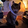 Mamas joined the competition — help win amazing prizes! animal, cat, chair, companion, cone, cozy, curious, dim_lighting, domestic, drink_cup, floor_rug, furniture, household, indoor, pet, pet_accessory, sitting, tabby_cat, table, warm_light