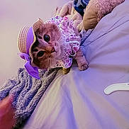 Mamas joined the competition — help win amazing prizes! animal, bed, blanket, bonnet, cat, closeup, cozy, curious, cute, domestic, feline, floral, hat, indoor, pet, plush_toy, portrait, purple, resting, soft_lighting