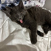 Mitten is registered to the contest to win money with this photo: kitten, cat, gray_cat, tongue_out, pet, cute, fluffy, lying_down, bed, quilt, pillow, indoor, animal, playful, young_cat, feline, soft_fur, whiskers, ears, eyes