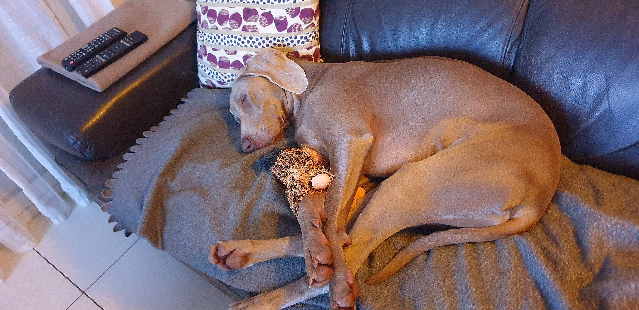 Taïga participe au concours pour gagner de l'argent avec cette photo : canidae, carnivore, comfort, companion_dog, couch, dog, dog_breed, dog_supply, fawn, flooring, liver, pet_supply, pillow, room, sporting_group, studio_couch, toy, toy_dog, wood, working_animal