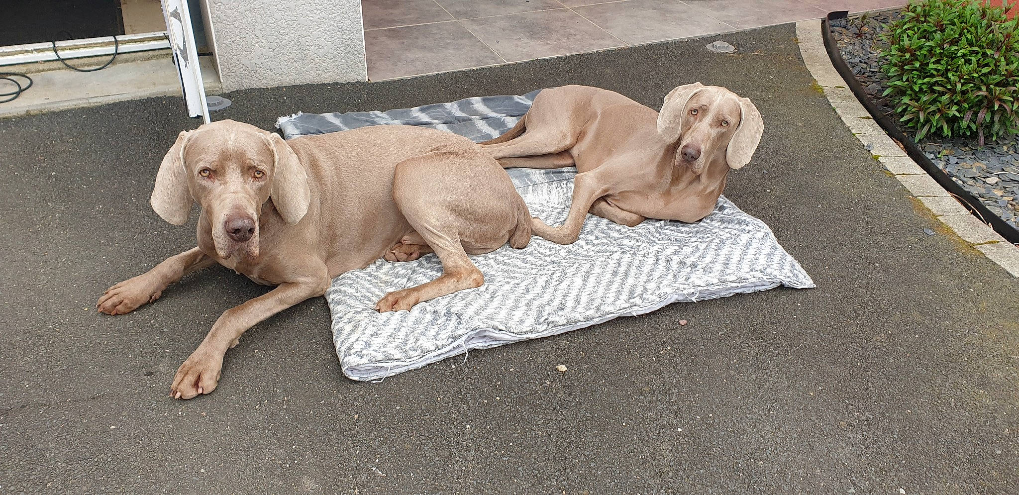 Taïga a rejoint le concours — aidez-le/la à gagner de superbes lots ! canidae, carnivore, comfort, companion_dog, dog, dog_breed, dog_supply, fawn, floor, flooring, gun_dog, hardwood, liver, paw, pet_supply, snout, sporting_group, tail, wood, working_animal