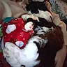 black_and_white, blanket, cat, clothing, comfort, cozy, cuddle, festive, fluffy, fur, hand, indoor, lap, paw, person, red, relaxation, resting, sleeping, soft