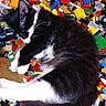 animal, background, black_and_white, blocks, cat, close_up, colorful, cozy, cute, fur, indoor, lego, pet, pile, playful, relaxation, resting, sleeping, soft, toy