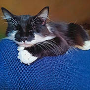 Eleanor 'Ellie' is registered to the contest to win money with this photo: cat, black_and_white, sleeping, indoor, knitted_sweater, shoulder, pet, feline, whiskers, cozy, relaxed, close_up, fur, paw, domestic_animal, animal, resting, cute, companion, home