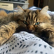 Maymay participe au concours pour gagner de l'argent avec cette photo : abyssinian, animal, bed, bedroom, blanket, cat, couch, face, furniture, head, indoors, kitten, manx, person, pet, photography, portrait, quilt, room, sleeping