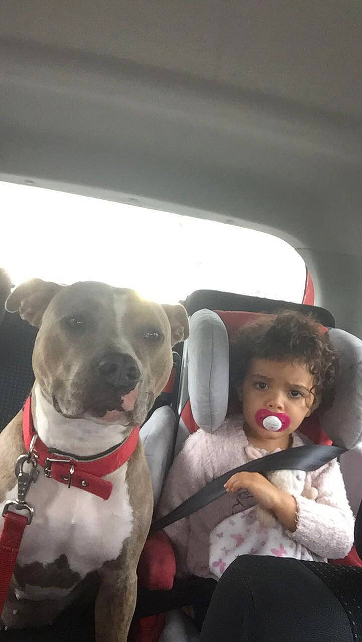 Dalia a rejoint le concours — aidez-le/la à gagner de superbes lots ! american_bulldog, american_pit_bull_terrier, american_staffordshire_terrier, canidae, carnivore, companion_dog, dog, dog_breed, ear, fawn, non_sporting_group, nose, pit_bull, puppy_love, snout, staffordshire_bull_terrier