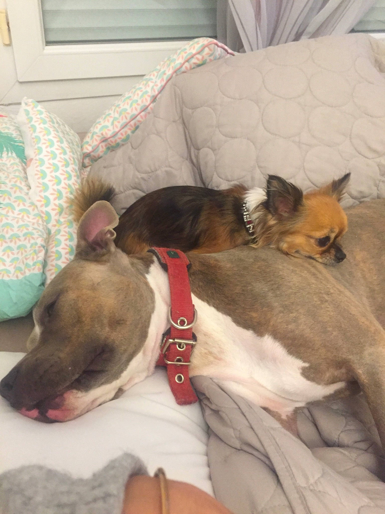 Dalia a rejoint le concours — aidez-le/la à gagner de superbes lots ! american_hairless_terrier, bed, canidae, carnivore, chihuahua, comfort, companion_dog, dog, dog_breed, ear, fawn, italian_greyhound, lurcher, nap, puppy, puppy_love, sleep, toy_dog, whippet, whiskers