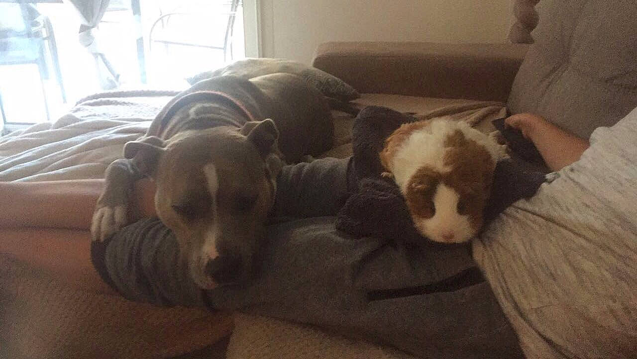 Dalia a rejoint le concours — aidez-le/la à gagner de superbes lots ! american_pit_bull_terrier, canidae, carnivore, companion_dog, dog, dog_breed, fawn, mammal, non_sporting_group, pit_bull, puppy, sporting_group, vertebrate