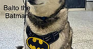 Balto is registered to the contest to win money with this photo: dog, husky, siberian_husky, pet, canine, batman, superhero, costume, harness, sitting, portrait, indoors, floor, person, background, ears, blue_eyes, black_and_white, text_overlay, funny