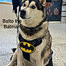 dog, husky, siberian_husky, pet, canine, batman, superhero, costume, harness, sitting, portrait, indoors, floor, person, background, ears, blue_eyes, black_and_white, text_overlay, funny