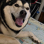 Balto is registered to the contest to win money with this photo: dog, husky, siberian_husky, pet, canine, black_and_white, fluffy, tongue_out, open_mouth, smiling, happy, portrait, close_up, lying_down, paws, bed, quilt, bedroom, indoors, home