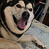 dog, husky, siberian_husky, pet, canine, black_and_white, fluffy, tongue_out, open_mouth, smiling, happy, portrait, close_up, lying_down, paws, bed, quilt, bedroom, indoors, home