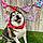 Balto