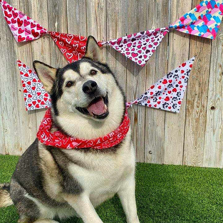 Balto