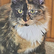 Lil Baby joined the competition — help win amazing prizes! cat, tortoiseshell, fluffy, green_eyes, whiskers, fur, pet, indoor, closeup, animal, cute, feline, portrait, domestic_cat, ears, nose, paws, wooden_background, carpet, looking