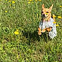 dog, small_dog, polka_dot, dress, grass, yellow_flowers, outdoor, sunny, nature, field, pet, animal, cute, walking, greenery, summer, flora, playful, happy, canine