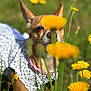 dog, small_dog, dress, polka_dot, yellow_flowers, wildflowers, grass, outdoor, sunlight, pet, nature, animal, curious, closeup, summer, greenery, field, cute, playful, shallow_depth_of_field