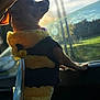 dog, costume, bee_costume, small_dog, car_interior, window, sunlight, profile, pet, animal, fur, cute, side_view, black_and_yellow, outdoor_view, reflection, daylight, looking_out, seat, whimsical