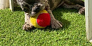 Blue participe au concours pour gagner de l'argent avec cette photo : puppy, dog, tennis_ball, grass, outdoor, playful, brindle, chewing, pet, sunlight, plastic_chair, greenery, young_dog, animal, toy, close_up, laying_down, ears_up, shadow, play
