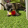 puppy, dog, tennis_ball, grass, outdoor, playful, brindle, chewing, pet, sunlight, plastic_chair, greenery, young_dog, animal, toy, close_up, laying_down, ears_up, shadow, play