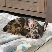 Blue participe au concours pour gagner de l'argent avec cette photo : puppy, dog, sleeping, blanket, tiled_floor, indoor, resting, cute, brindle, small_dog, pet, cozy, ears, face, fur_pattern, home, floor, animal, adorable, peaceful