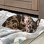 puppy, dog, sleeping, blanket, tiled_floor, indoor, resting, cute, brindle, small_dog, pet, cozy, ears, face, fur_pattern, home, floor, animal, adorable, peaceful