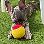 Blue participe au concours pour gagner de l'argent avec cette photo : puppy, dog, tennis_ball, grass, playful, outdoor, pet, animal, white_chair, shade, lying_down, paw, mouth, toy, spot_pattern, ears, cute, young, snout, daylight