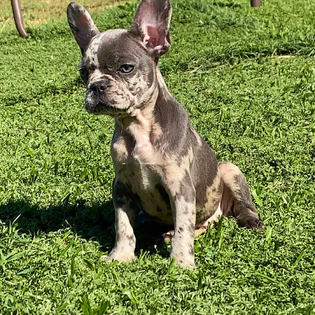 Blue participe au concours pour gagner de l'argent avec cette photo : alert, animal, canine, cute, dog, ears_up, french_bulldog, grass, greenery, nature, outdoor, pet, playful, puppy, shadow, sitting, spot_pattern, sunlight, wrinkled_face, young_dog