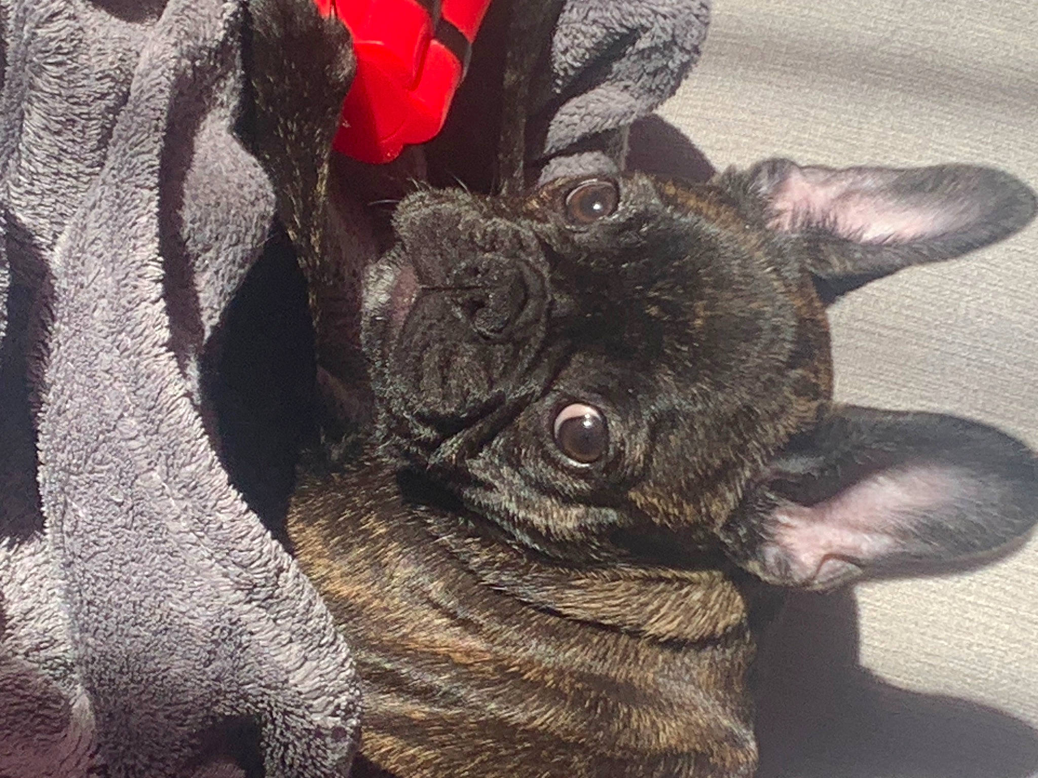 Vicky a rejoint le concours — aidez-le/la à gagner de superbes lots ! art, bulldog, cameras_optics, canidae, carnivore, companion_dog, dog, dog_breed, fawn, felidae, french_bulldog, fur, reflex_camera, selfie, sporting_group, terrestrial_animal, toy_dog, whiskers, working_animal, wrinkle