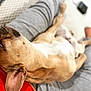 Buddha is registered to the contest to win money with this photo: animal, blanket, boxer, bulldog, canine, couch, cushion, dog, frenchbulldog, homedecor, hound, indoors, interiordesign, person, pet, pig, pitbull, puppy, sleeping, snout