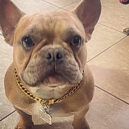 Buddha joined the competition — help win amazing prizes! animal, boxer, bulldog, canine, dog, frenchbulldog, handcuffs, pet, pitbull, puppy, snout