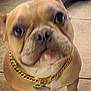 Buddha joined the competition — help win amazing prizes! accessories, animal, boxer, bulldog, canine, dog, frenchbulldog, jewelry, necklace, pet, pitbull, puppy, snout