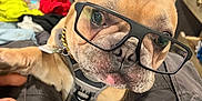 Buddha joined the competition — help win amazing prizes! accessories, adult, animal, bodypart, bulldog, canine, clothing, coat, dog, face, finger, frenchbulldog, glasses, hand, head, jacket, male, man, person, pet