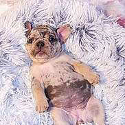 Coco joined the competition — help win amazing prizes! puppy, dog, cute, lying_down, fluffy_blanket, spotted, young, pet, animal, cozy, relaxed, indoor, fur, ears, face, paw, belly, adorable, portrait, resting