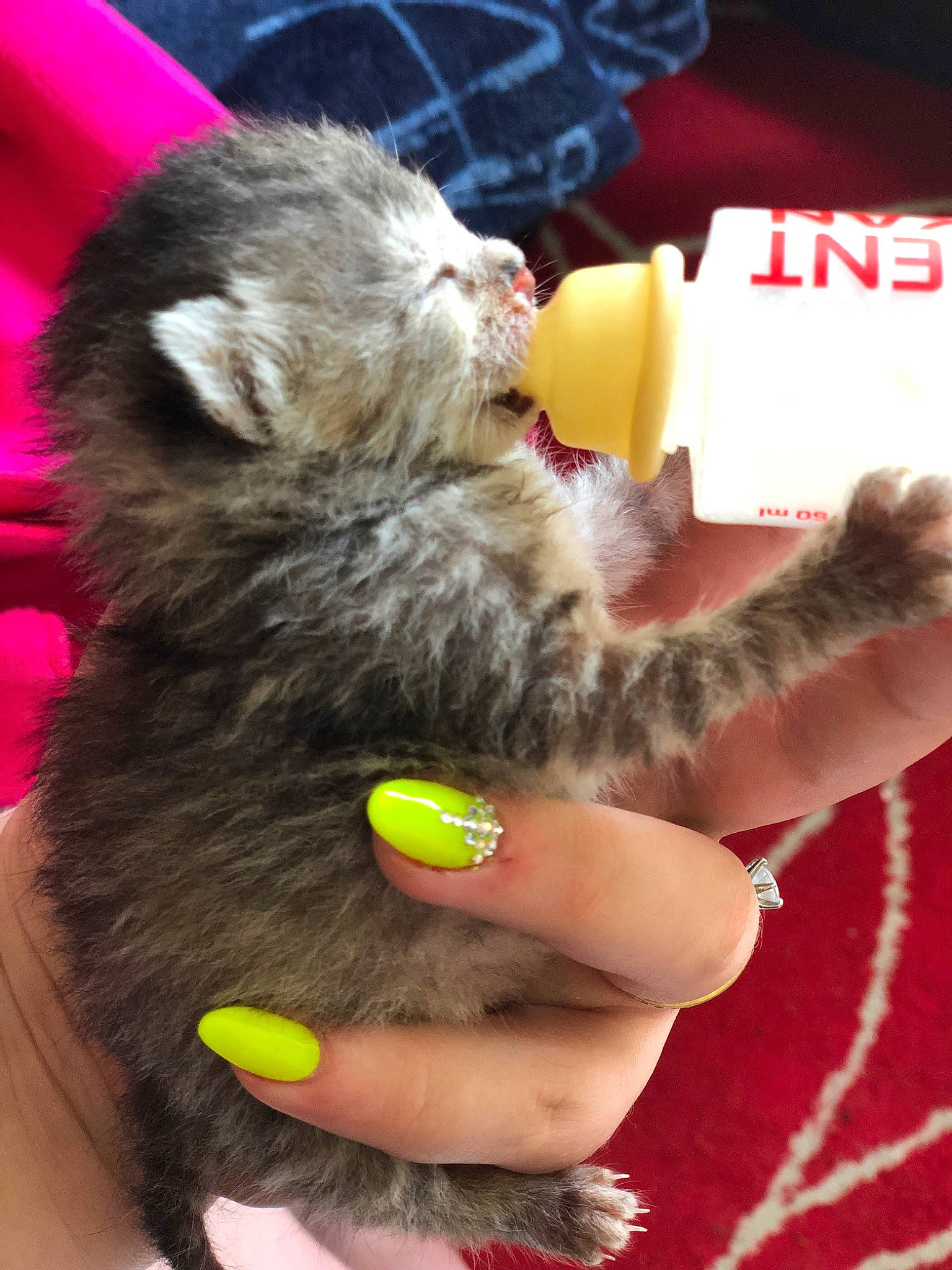 Paillette participe au concours pour gagner de l'argent avec cette photo : carnivore, cat, claw, domestic_short_haired_cat, european_shorthair, felidae, hand, kitten, paw, small_to_medium_sized_cats, tail, whiskers