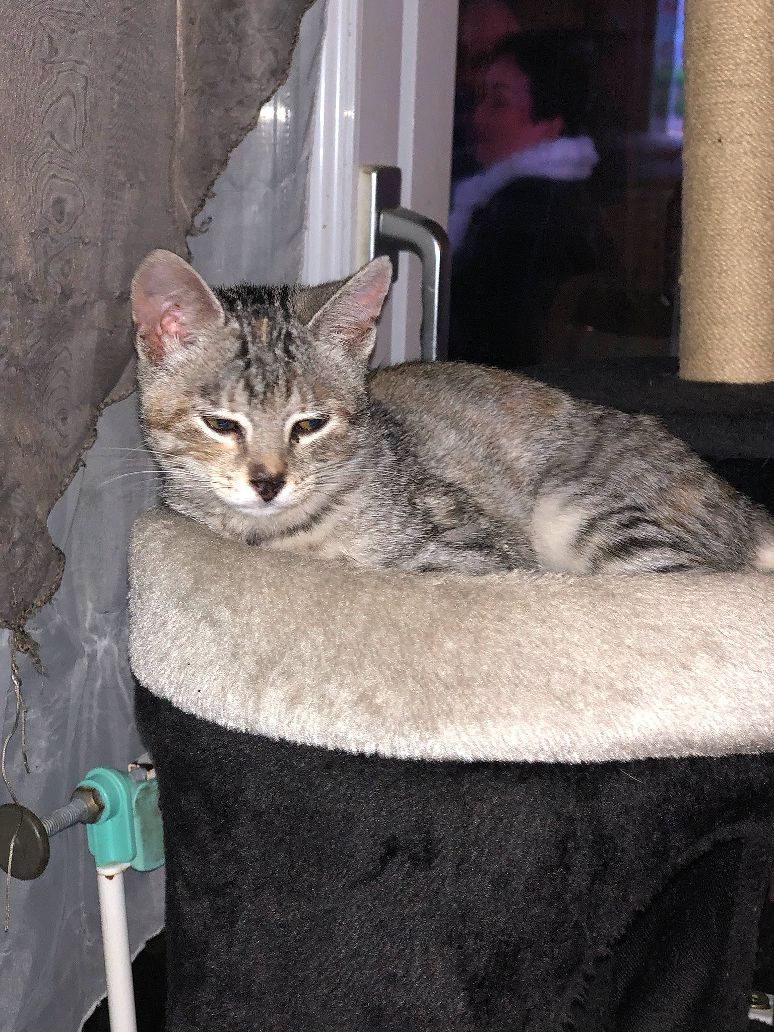 Paillette participe au concours pour gagner de l'argent avec cette photo : aegean_cat, asian, australian_mist, bobcat, burmilla, carnivore, cat, chausie, domestic_short_haired_cat, dragon_li, egyptian_mau, european_shorthair, felidae, german_rex, mammal, ojos_azules, small_to_medium_sized_cats, tabby_cat, vertebrate, whiskers