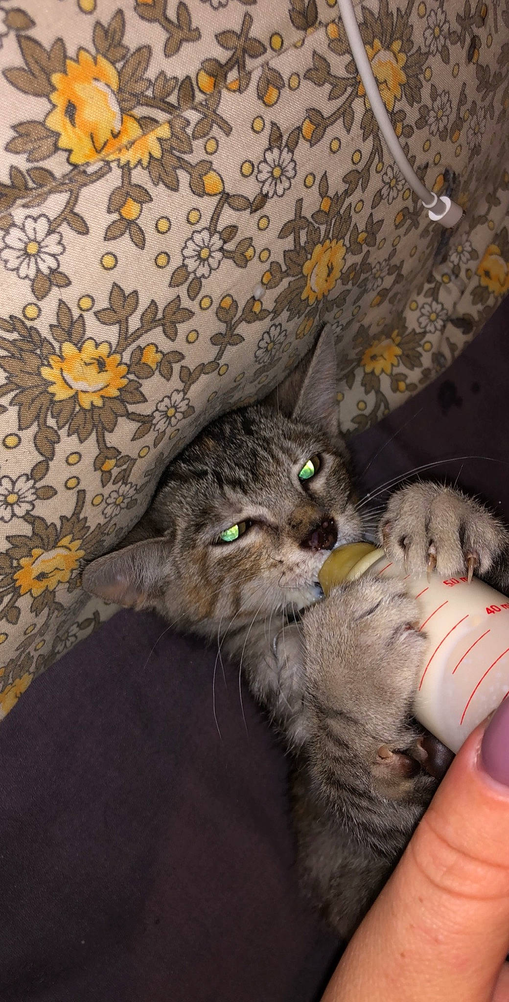 Paillette a rejoint le concours — aidez-le/la à gagner de superbes lots ! american_shorthair, british_shorthair, carnivore, cat, domestic_short_haired_cat, european_shorthair, felidae, kitten, pixie_bob, small_to_medium_sized_cats, tabby_cat, whiskers