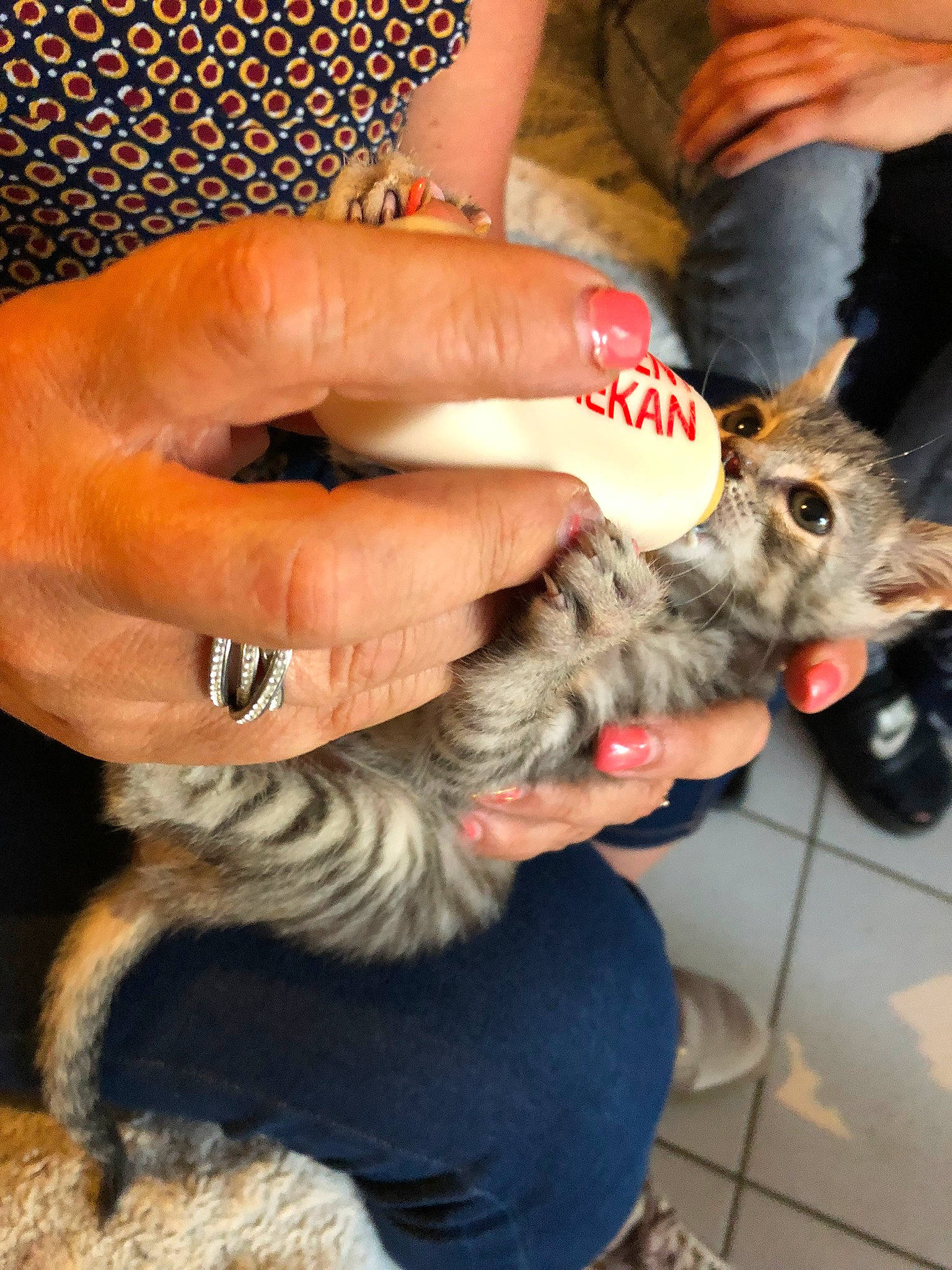 Paillette participe au concours pour gagner de l'argent avec cette photo : carnivore, cat, claw, felidae, gesture, nail