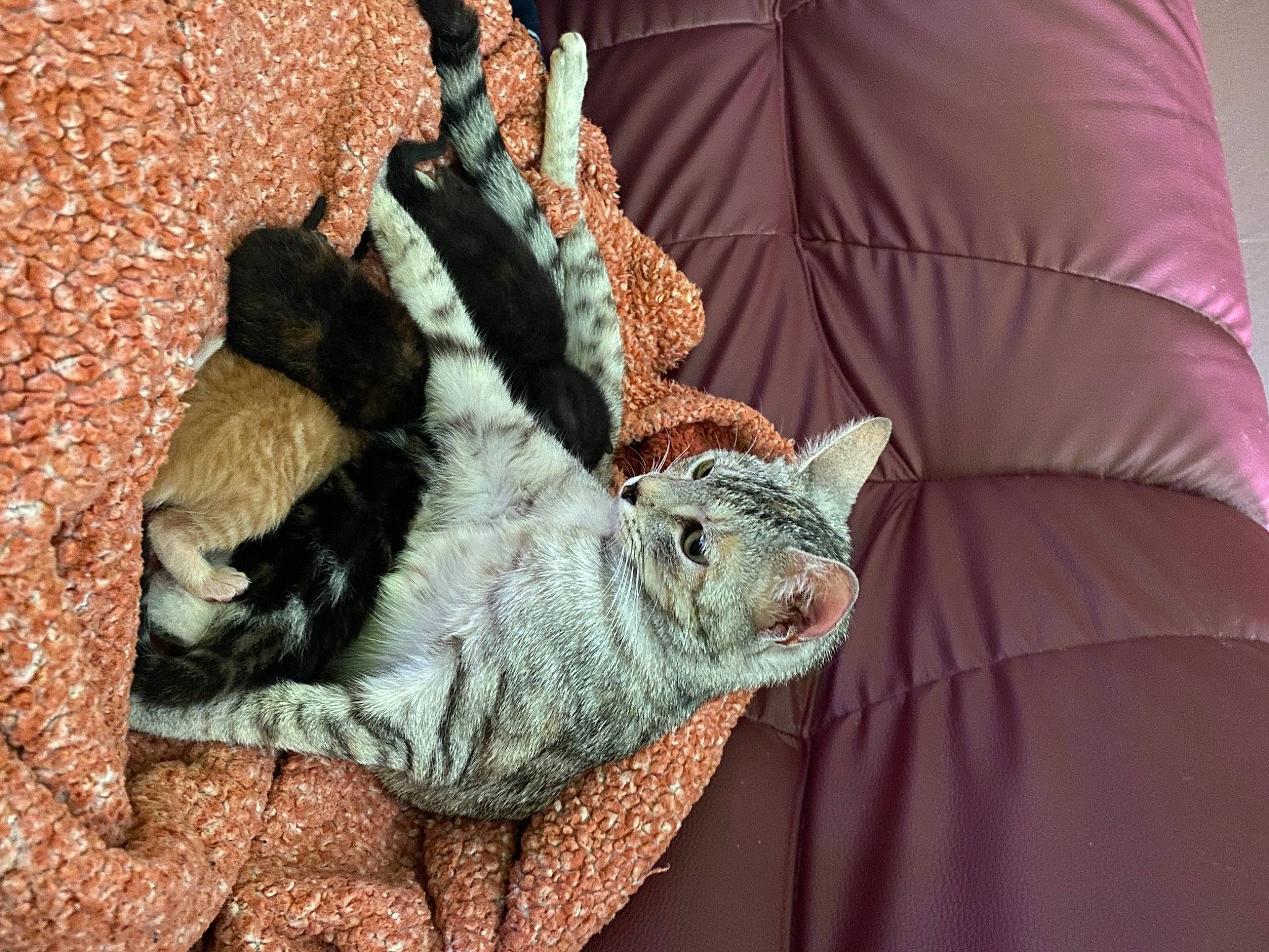 Paillette participe au concours pour gagner de l'argent avec cette photo : american_shorthair, asian, carnivore, cat, domestic_short_haired_cat, dragon_li, european_shorthair, felidae, fur, german_rex, kitten, nap, sleep, small_to_medium_sized_cats, tabby_cat, tail, whiskers