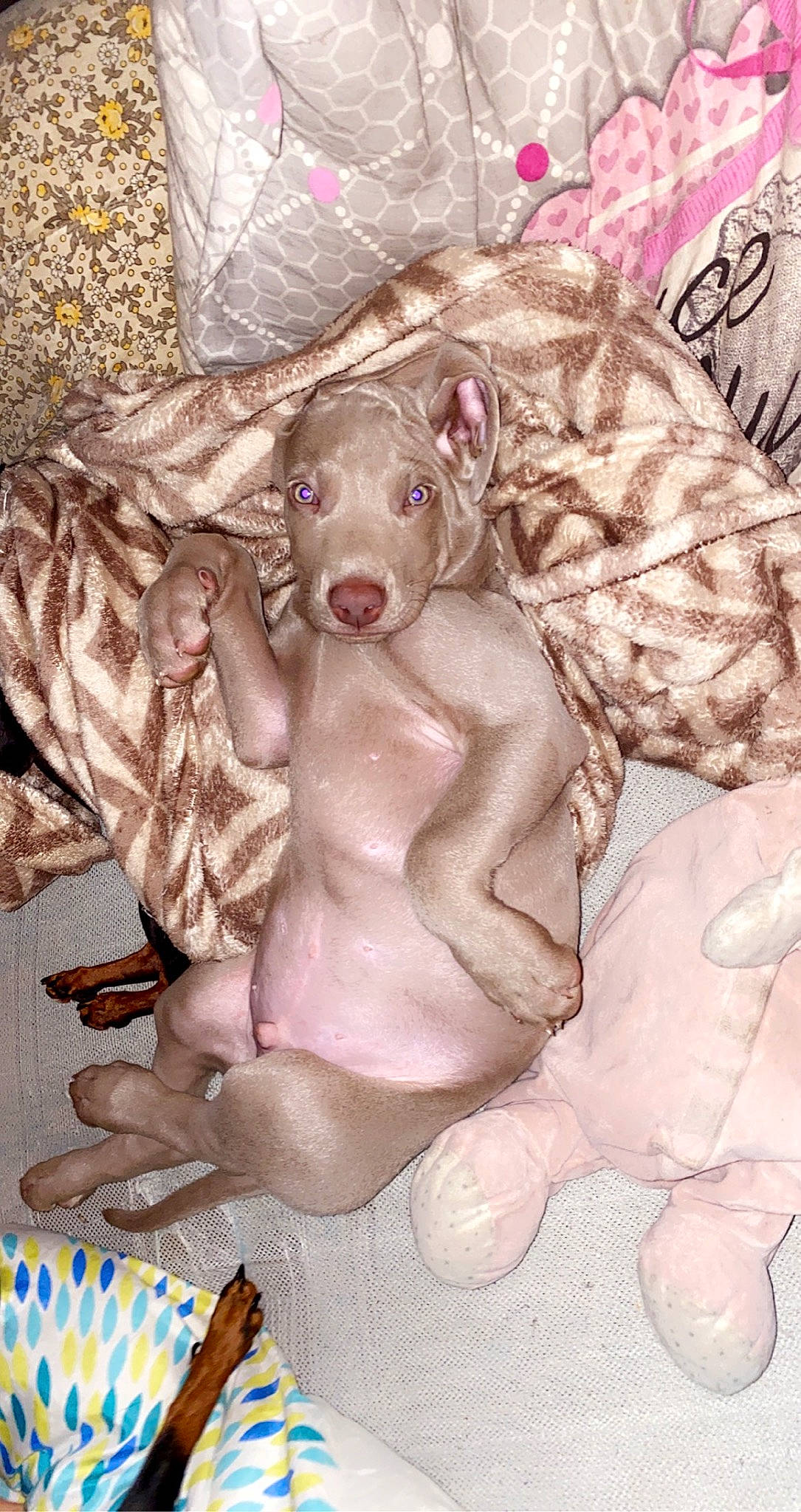 Packm a rejoint le concours — aidez-le/la à gagner de superbes lots ! american_hairless_terrier, canidae, carnivore, dog, dog_breed, fawn, non_sporting_group, peruvian_hairless_dog, pointing_breed, sporting_group, vizsla, weimaraner