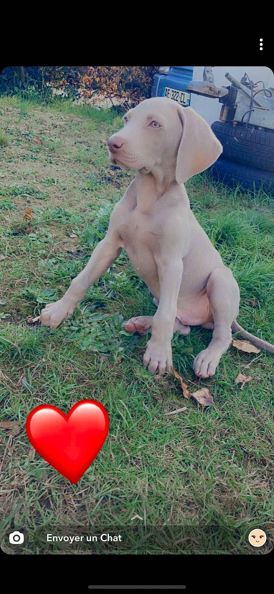 Packm participe au concours pour gagner de l'argent avec cette photo : ariege_pointer, bracco_italiano, canidae, carnivore, chippiparai, dog, dog_breed, fawn, gun_dog, hunting_dog, liver, mammal, pointer, pointing_breed, rajapalayam, sporting_group, vertebrate, vizsla, weimaraner