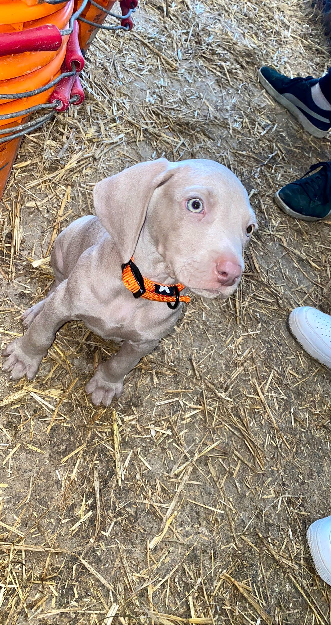 Packm participe au concours pour gagner de l'argent avec cette photo : canidae, carnivore, dog, dog_breed, ear, fawn, hunting_dog, mammal, pachon_navarro, pit_bull, pointer, pointing_breed, sporting_group, vertebrate, vizsla, weimaraner