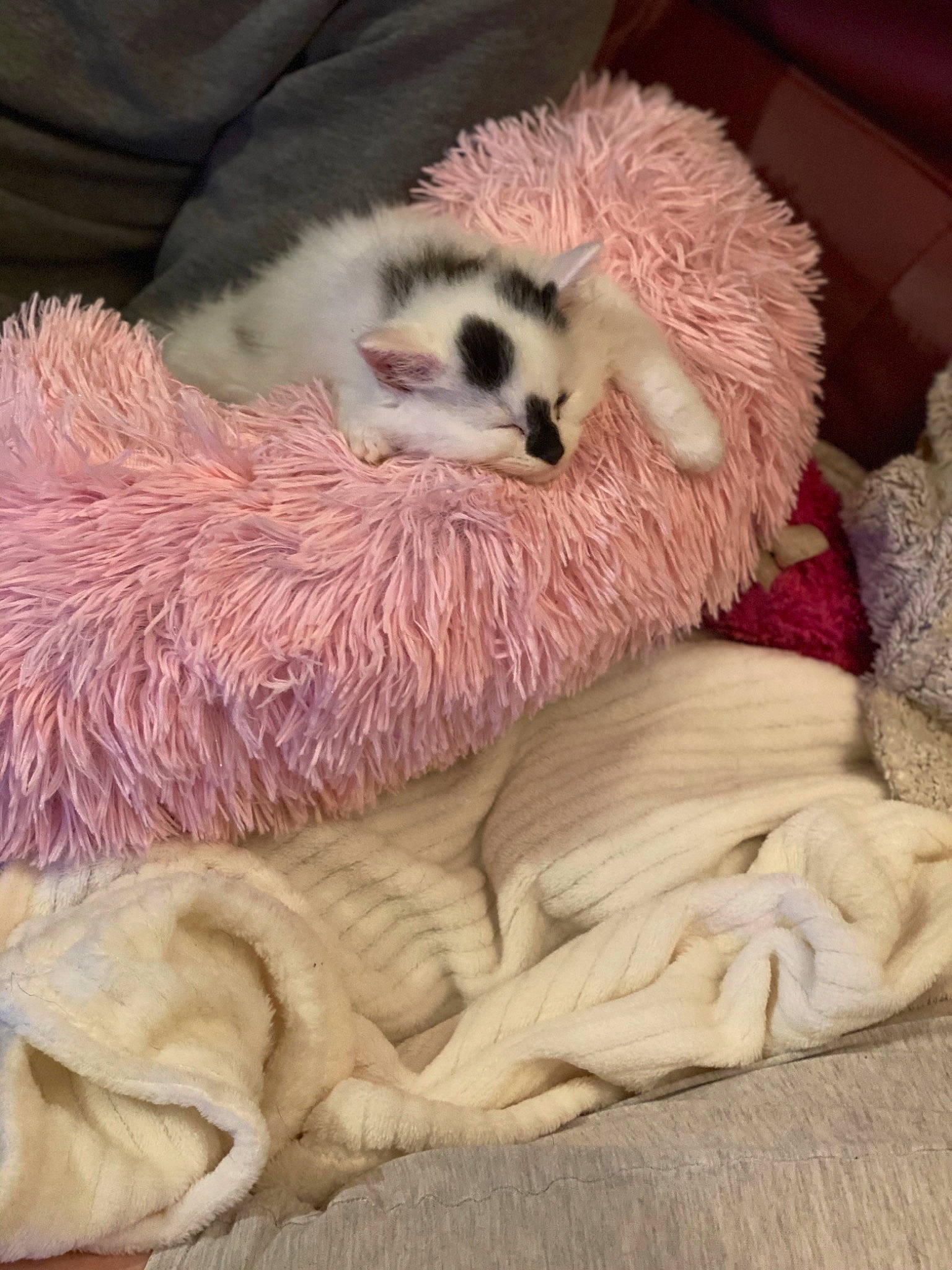 Rolex participe au concours pour gagner de l'argent avec cette photo : carnivore, claw, comfort, fawn, fur, natural_material, plush, snout, stuffed_toy, terrestrial_animal, textile