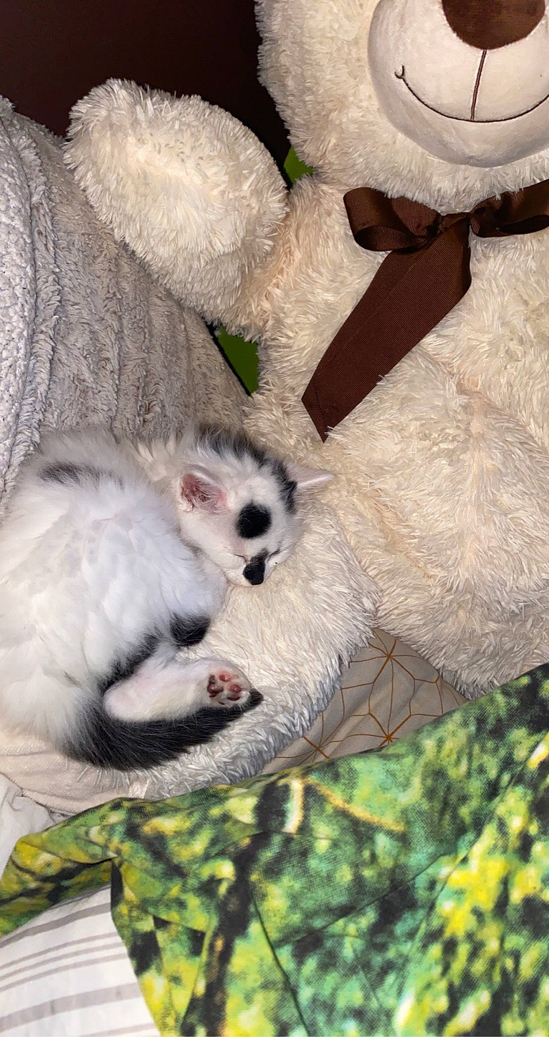 Rolex a rejoint le concours — aidez-le/la à gagner de superbes lots ! claw, fur, lemur, marsupial, natural_material, paw, plush, primate, snout, stuffed_toy, terrestrial_animal, textile, toy, whiskers